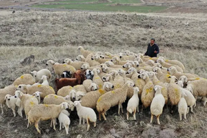 Nghề ‘hái ra tiền’ nhưng cực khát nhân lực, tháng trả trăm triệu đồng mà không cần bằng cấp cao