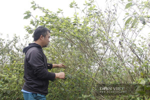 Nông dân Quảng Trị khổ tận cam lai, cứ ngỡ cây dược liệu quý này sẽ được xuất khẩu sang xứ cờ hoa, nào đâu lại gặp cảnh vườn cây xơ xác, thiếu nợ trăm bề