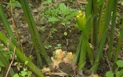 'Mỏ vàng' dưới lòng đất ở cực Bắc Tổ quốc, giúp nông dân bỏ túi trăm triệu mỗi vụ