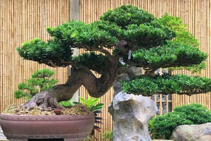 3 loại cây trong nhà càng trồng càng hưng thịnh