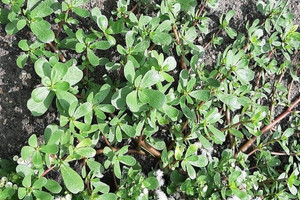 Loại rau người Trung Quốc xem là 'rau trường thọ' nhưng ở Việt Nam lại nhổ bỏ