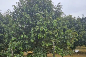 Thủy điện xả lũ, cả xã ở Đồng Nai ngập nặng