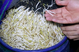 Đột kích lúc 4 giờ sáng: Bắt quả tang 'trại giá đỗ độc' thu giữ 2,5 tấn hàng độc do ông Đ. và bà T. cầm đầu