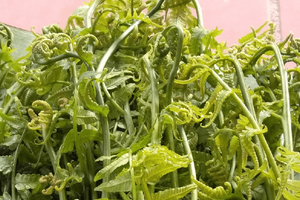 Loại rau được người Trung Quốc xem như 'rau trường sinh' nhưng ở Việt Nam lại mọc dại, ít người biết