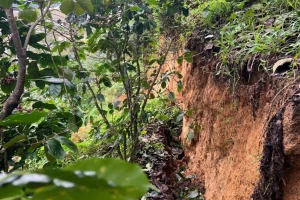 Quả đồi ở Lâm Đồng xuất hiện vết nứt dài hơn 100m, khẩn trương di dời người dân