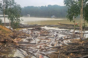 Hàng chục tấn gỗ, củi theo lũ dồn về hồ thủy điện tại Huế