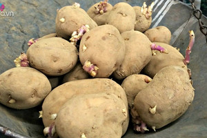 5 loại rau củ có thể 'đầu độc' gan, nhiều người vẫn ăn vô tư