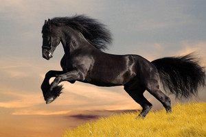 Năm 2026, 4 con giáp bỗng dưng giàu có, mua nhà tậu xe