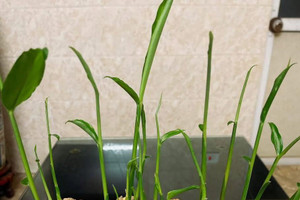 5 điều cần biết khi chơi chậu gừng trong nhà