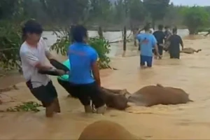 Nhiều ngân hàng giảm lãi suất cho khách bị thiệt hại bão lũ