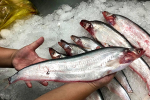 Cá 'nhiều chuyện sứt môi' miền Tây hiếm dần: Từng bơi đầy kênh rạch, giờ thành đặc sản được truy lùng