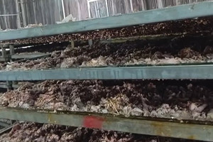 Phát hiện dấu hiệu bất thường, người dân xông vào kiểm tra: Sốc với cảnh phơi sấy chân gà, vịt bốc mùi kinh hoàng trong xưởng cả nghìn m²