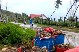 Tôm hùm chết sạch, chất đống bốc mùi hôi thối sau lũ