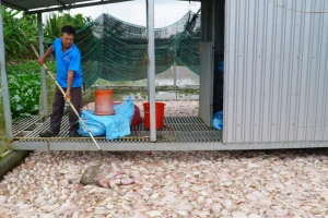 Vì sao hơn 74 tấn cá chết bất thường ở Cần Thơ?