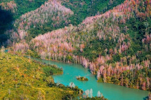 Miền Trung của Việt Nam có một nơi được ví như 'góc trời Âu thu nhỏ', rừng phong hương đổi màu đẹp ngỡ ngàng