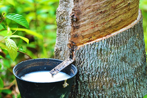 Malaysia chốt đơn hàng chục nghìn tấn 'vàng trắng' của Việt Nam: Indonesia, Trung Quốc cũng đua săn, nước ta có diện tích trồng vượt 900.000 ha