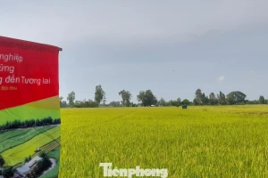 Đề án 1 triệu ha lúa chất lượng cao, muốn giảm phát thải phải chuẩn hóa quy trình