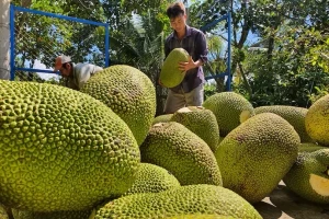 Mít tươi Việt có 'visa' xuất khẩu Trung Quốc: Cơ hội ra sao?