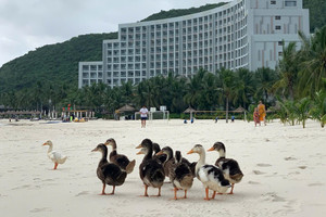 Vinpearl Nha Trang phát 'tin khẩn'