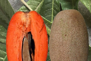 Quả 'lạ mà quen' nặng tới 2 kg bất ngờ thành đặc sản đắt khách, giá 400.000 đồng/kg vẫn được săn lùng