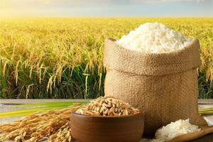 Philippines vẫn vắng bóng, giá gạo Việt Nam và Thái Lan bất ngờ bật tăng nhờ 'nhân tố bí ẩn'