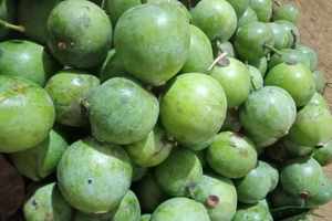 Loại quả xưa chín rụng đầy gốc chẳng ai hái vì chua, nay thành đặc sản 'cháy hàng', hết mùa muốn mua cũng không có