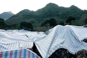 Nông dân Sơn La tức tốc phủ bạt, hun khói cứu kho 'vàng đen' giữa đêm