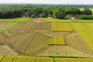 Kể từ nay, các trường hợp này sẽ được kéo dài thời hạn miễn thuế sử dụng đất nông nghiệp