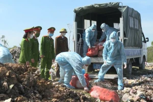 N.V.H mua hơn 500kg lợn nhiễm dịch tả châu Phi cất ở nhà để mổ bán dần