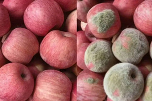 Trò lừa đảo mới thời AI: Người mua tạo hình ảnh giả để tố sản phẩm hỏng rồi đòi hoàn tiền