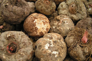 Độc lạ loại củ chạm vào là ngứa ngáy: Xưa bị coi là bỏ đi, nay thành đặc sản làm cơm-bún-thạch, giá tăng vọt