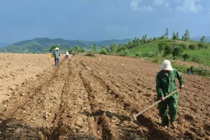 Không đắt đỏ như sầu riêng, một mặt hàng 'ngon, bổ, rẻ' của Việt Nam bất ngờ đứng thứ 2 thế giới về xuất khẩu, thu về hơn 1 tỷ USD