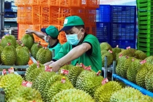 Xuất khẩu sầu riêng cao nhất từ trước đến nay