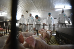 'Người trong ngành' báo tin vui cho Nông nghiệp Hòa Phát, Dabaco, BAF ngay trước Tết 2026