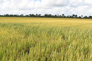 Như phép màu, cánh đồng Cuba nở rộ ‘hạt vàng’ của Việt Nam, năng suất đã tăng 350% và tiến tới diện tích trồng lên tới 5.000ha