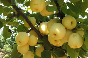 Bất ngờ loại quả bạt ngàn ở Việt Nam lại được xếp vào nhóm 'tốt nhất thế giới', mùa rộ chỉ từ 20.000 đồng/kg nhưng rất bổ