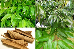 Từ vỏ đến lá đều thành tiền: Cây gia vị quý của Việt Nam mang về gần 250 triệu USD chỉ trong 10 tháng, Ấn Độ mê mệt, liên tục đặt mua