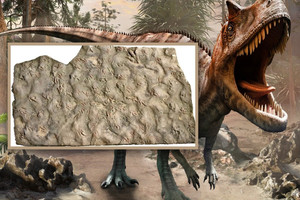 Nhặt bừa phiến đá về kê chân suốt 20 năm, hóa ra lại là ‘kho báu’ 190 triệu năm tuổi