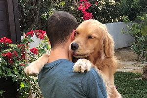 Phát hiện mới: Con người và chó có nhiều đặc điểm tâm lý, hành vi giống nhau