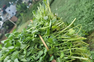 Bất ngờ 3 loại rau quen thuộc của Việt Nam được CDC Mỹ vinh danh: Rẻ, dễ mua, thậm chí mọc hoang