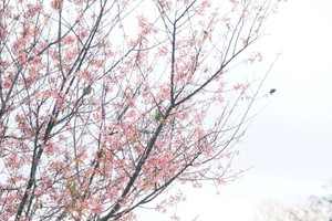 Nơi được mệnh danh là 'tiểu Paris của Việt Nam' có lượt tìm kiếm nhiều nhất trên Google 2025