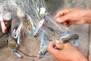 'Vàng dưới nước' của Việt Nam bơi sang Mỹ - EU thành đặc sản cháy hàng: Thu 71 triệu USD trong 10 tháng, Anh - Nhật cũng chốt đơn liên tục