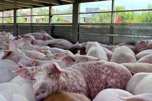 Liên tiếp phát hiện cơ sở giết mổ heo bệnh, vận chuyển trái phép chuẩn bị đưa ra thị trường tiêu thụ