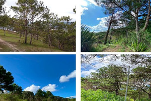 Đề xuất lấy gần 65ha rừng phòng hộ để xây dựng dự án quy mô 6.500 người ở 'thành phố ngàn hoa'