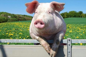 Giá heo vào sóng tăng vì dịch bệnh và bão lũ, DSC gợi ý cổ phiếu giúp NĐT ‘có tiền ăn Tết’