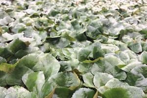 Mùa lội bùn để nhặt 'vàng' của người dân Phụ Dực - Hưng Yên: Trồng thứ quả đặc biệt bậc nhất, thu nhập cao gấp nhiều lần trồng lúa