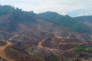 Vụ gần 98ha rừng bị xâm hại: Đề nghị kỷ luật 2 cán bộ kiểm lâm