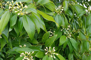 Loài cây gia vị quý được Việt Nam trồng bạt ngàn, vỏ - lá đều bán được tiền: Thu về 272 triệu USD từ đầu năm, nước ta là 'ông trùm' thế giới