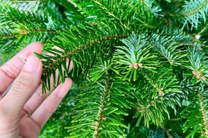 Thông Noel nhập khẩu 'cháy hàng': Dù giá từ vài trăm tới vài chục triệu đồng vẫn được săn lùng không ngớt