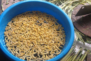 Loại sâu nằm 'lúc nhúc' trong thân cây lại trở thành đặc sản 'đại bổ' giá hơn 3 triệu/kg